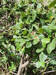 (c) Urgamal Magsar, some rights reserved (CC BY) Cotoneaster uniflorus, photograph (c) Urgamal Magsar, some rights reserved (CC BY)