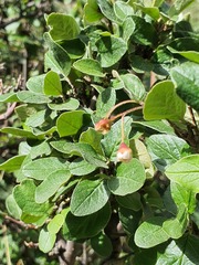 (c) Urgamal Magsar, some rights reserved (CC BY) Cotoneaster uniflorus, photograph (c) Urgamal Magsar, some rights reserved (CC BY)