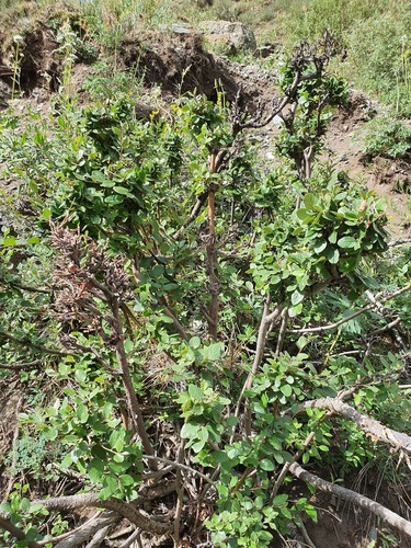 Cotoneaster uniflorus, photograph 3