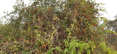 Paullinia fuscescens