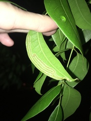 Phyllocnistis meliacella