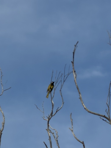 White-eared Honeyeater