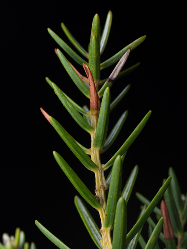Juniperus taxifolia observed 2026-02-15