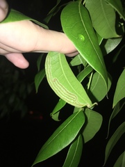 Phyllocnistis meliacella