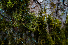 Forsstroemia trichomitria