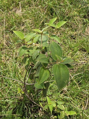 Miconia dependens