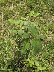 Miconia dependens