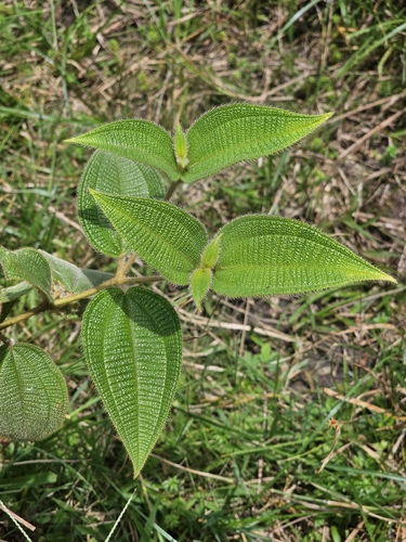 Miconia dependens, photograph 2