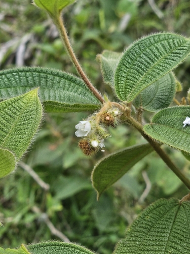 Miconia dependens, photograph 3