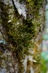 Forsstroemia trichomitria