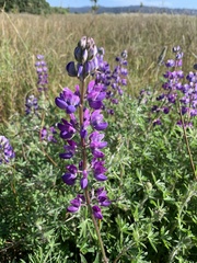 Lupinus rivularis