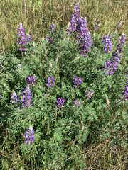 Lupinus rivularis