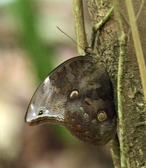 Catoblepia xanthus