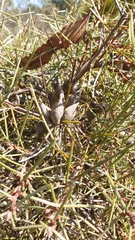 Hakea carinata
