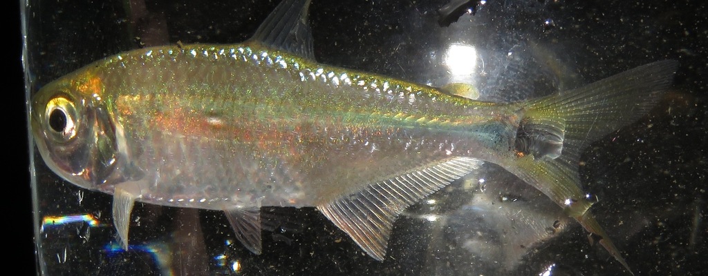 Terraba tetra (Pseudocheirodon terrabae) — Characidae