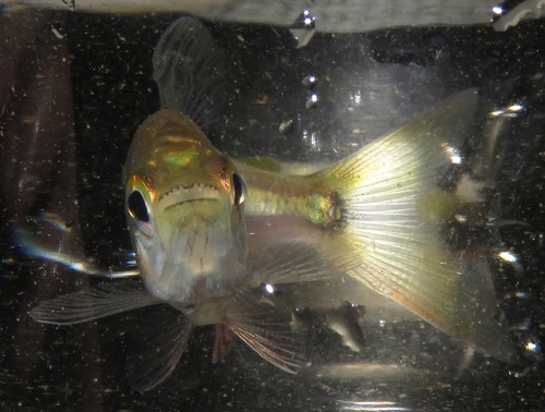 Terraba tetra (Pseudocheirodon terrabae) — Characidae — 2