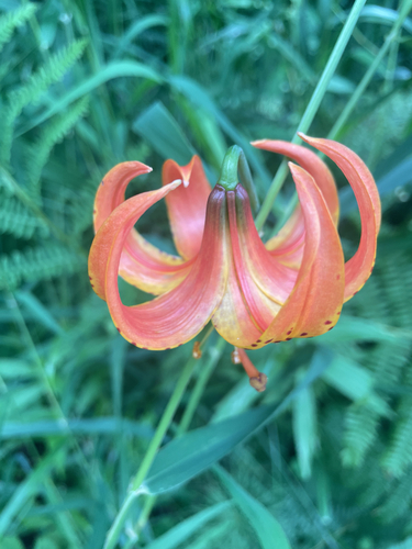 Michigan lily