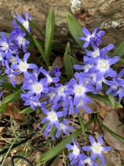 Scilla forbesii