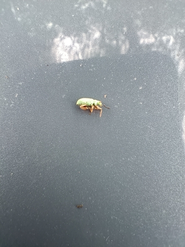 Pale Green Weevil