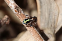 Maratus chrysomelas