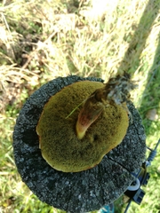 Xerocomellus ripariellus