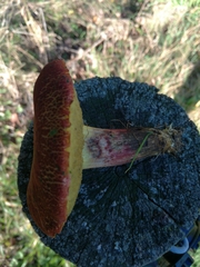 Xerocomellus ripariellus