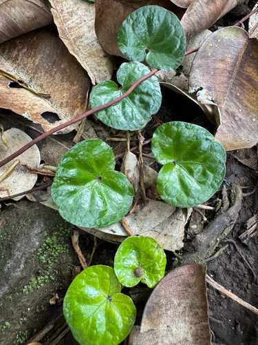 Geophila herbacea, photograph 1