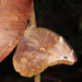 Catoblepia xanthus - Photo 由 Tom Murray 所上傳的 (c) Tom Murray，保留部份權利CC BY-NC