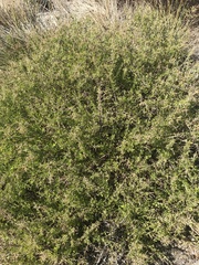 Rhagodia candolleana