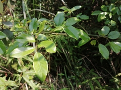 Dalbergia benthamii