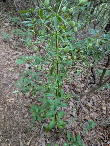 Frasera caroliniensis, photograph 4