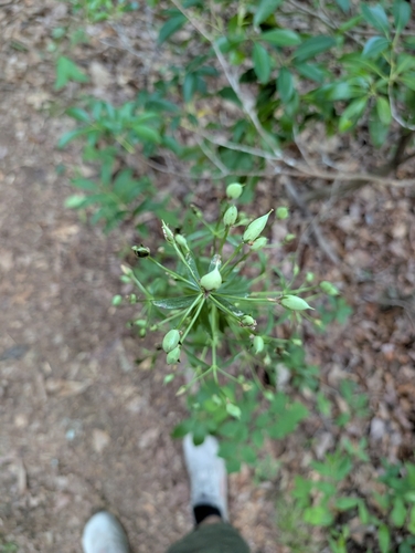 Frasera caroliniensis, photograph 5