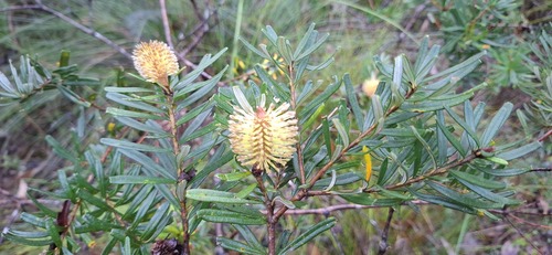 Silver Banksia