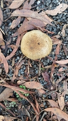 Pisolithus marmoratus