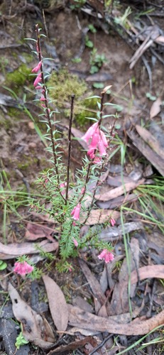 Common Heath