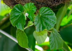 Image of Begonia hirtella