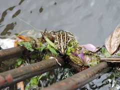 Pelophylax nigromaculatus