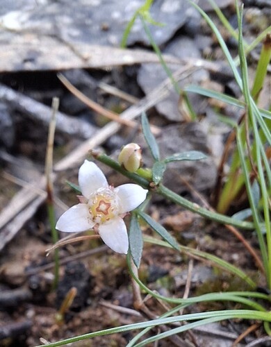 Cyanothamnus nanus nanus