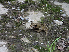 Glandirana rugosa