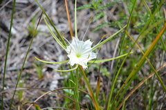 Hymenocallis palmeri