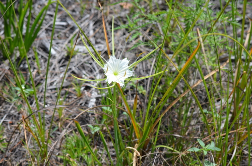 Hymenocallis palmeri, photograph 1