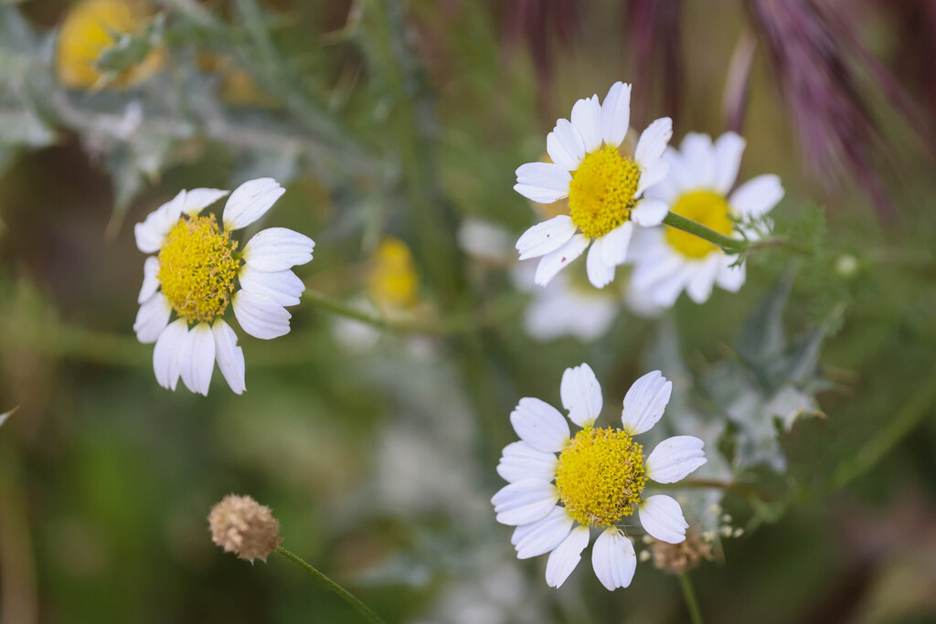 Anacyclus clavatus; photograph (c) Tom Field, some rights reserved (CC BY)