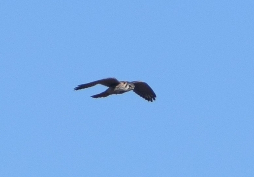 American Kestrel