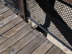 Sceloporus occidentalis