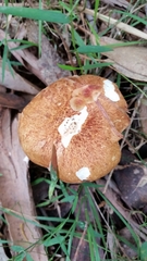 Austroboletus lacunosus