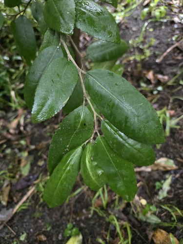 Paratrophis banksii, photograph 2