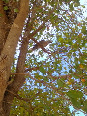 Streptopelia decaocto