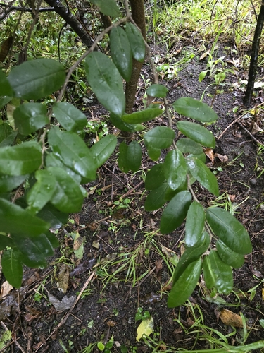 Paratrophis banksii, photograph 5