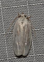 Antaeotricha albulella