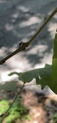 Coleoptera